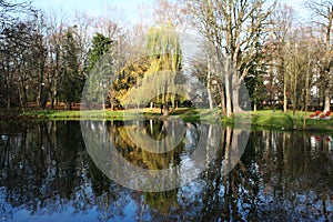 Willow over the lake autumn landscape