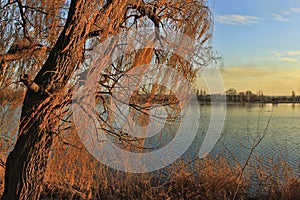 Willow over the lake and reeds in the autumn