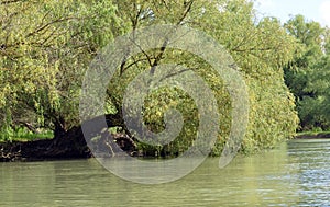 Willow over the water