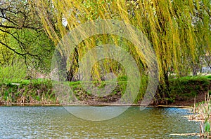 Willow over the water. A tree on the shore of the lake, a spring landscape