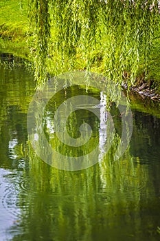 Willow over the water