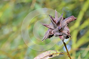 Willow petaled gall or rose gall, deformed shoot of a white willow tree (Salix alba), caused by gall mite parasites