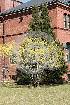 Willow and Pine against a building at the Arnold Arboreteum