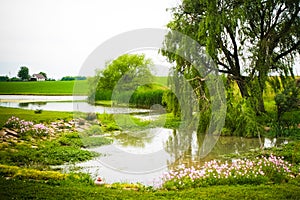 Willow by the Pond