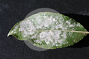 Willow Powdery Mildew or Uncinula adunca on leaf of Salix caprea or Great sallow