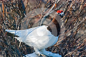 Willow Ptarmigan