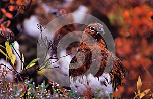 Willow Ptarmigan