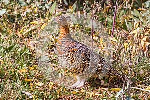 Willow Ptarmigan