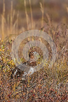 Willow Ptarmigan in Autumn Plumage