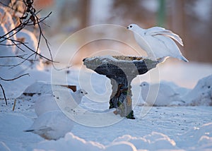 Willow Ptarmigan At Bird Feeder In Winter