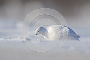 Willow Ptarmigan foraging in snow on tundra