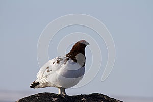 Willow ptarmigan (grouse) in summer colours