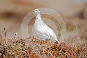 Willow Ptarmigan - Lagopus - female - bird with red eyebrows