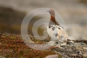 Willow Ptarmigan - Lagopus lagopus