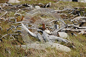 The willow ptarmigan Lagopus lagopus