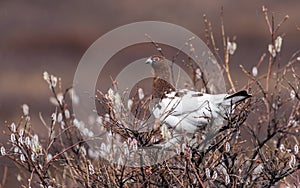 Willow Ptarmigan Male