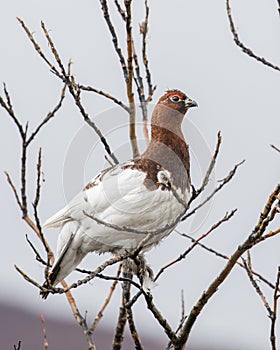 Willow Ptarmigan Male in Alaska