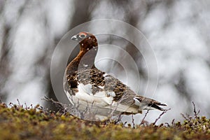 Willow Ptarmigan near Flatruet, Harjedalen Sweden