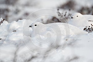 Willow Ptarmigan in the snow