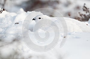 Willow Ptarmigan in the snow