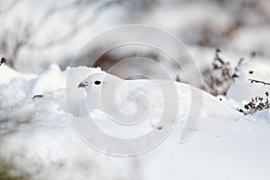 Willow Ptarmigan in the snow