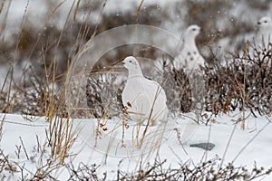 Willow Ptarmigan in the snow