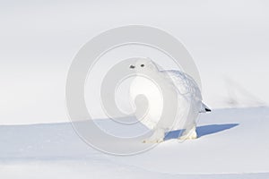 Willow Ptarmigan in snow, low angle view