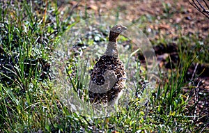 Willow Ptarmigan in Summer