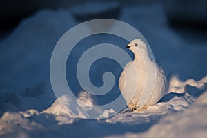 Willow Ptarmigan Walking Through Snow