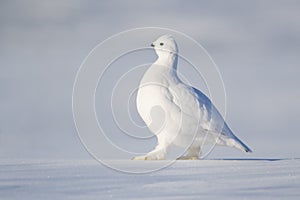 Willow Ptarmigan in winter plumage