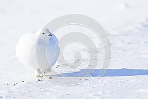 Willow Ptarmigan in winter plumage