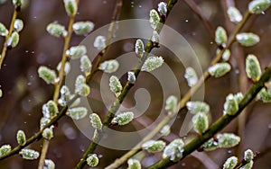 Willow pussy with open fluffy buds on a background of spring nature