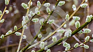 Willow pussy with open fluffy buds on a background of spring nature photo