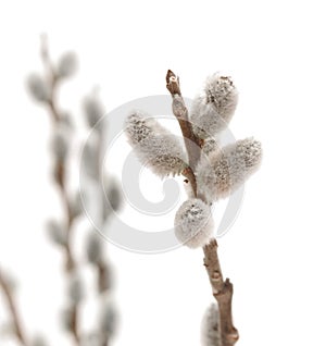 Willow spring flower