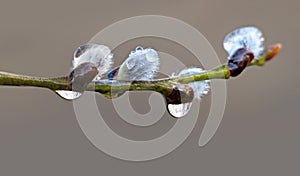 willow with rain drops