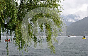 Willow in the rain, on the Zeller Lake,Austria