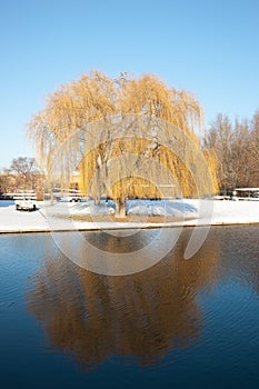 Willow reflection