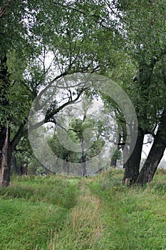 Willow by the river