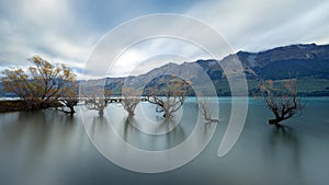 Willow`s Row of Glenorchy, South Island, New Zealand
