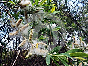 Willow Salix alba