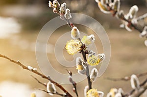 Willow Salix caprea branches with buds blossoming in early spring