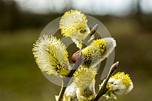 Willow Salix caprea branches with buds blossoming in early spring