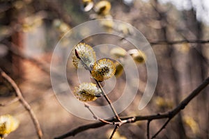 Willow Salix caprea branches with buds blossoming in early spring