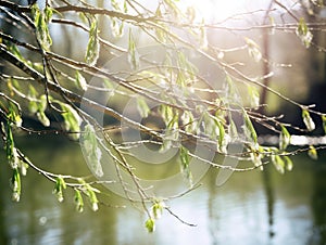 Willow Salix caprea branches with buds blossoming in early spring