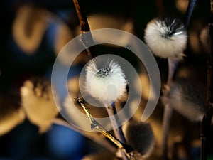 Willow Salix caprea branches with buds before flowering