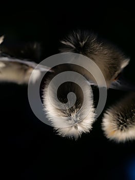 Willow Salix caprea branches with buds before flowering