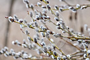 Willow Salix caprea branches before flowering