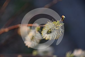 Willow Salix Caprea - flower