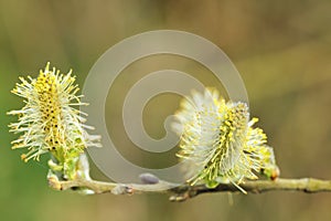 willow (Salix caprea, male catkins)
