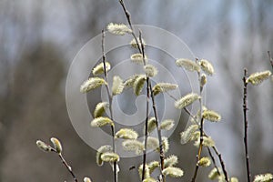 Willow (Salix discolor)